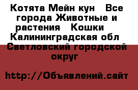 Котята Мейн кун - Все города Животные и растения » Кошки   . Калининградская обл.,Светловский городской округ 